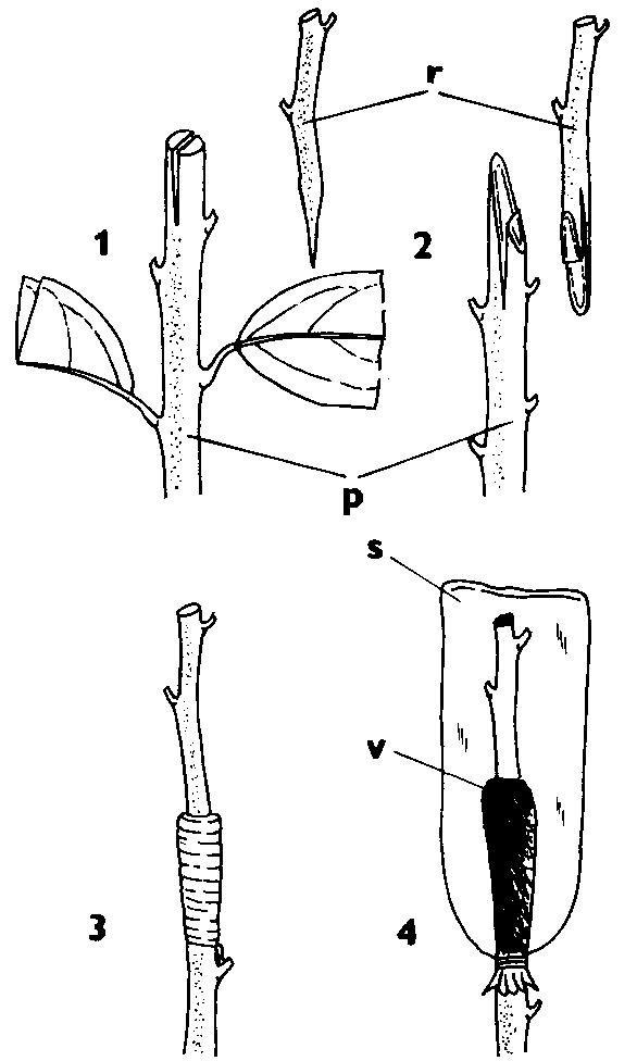 Roubovani Citrusu () Roubovani Citrusu