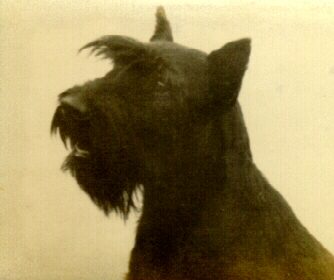 Gipsy Patria Bohemice