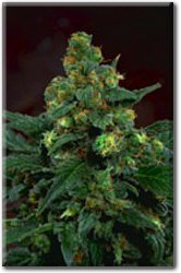 Afghan #1