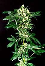 afghan # 1 </A>>&nbsp;afghan #1 <IMG src=