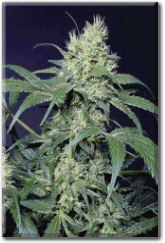 Amsterdam Flame