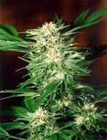 taky Big Bud