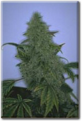 Big Bud