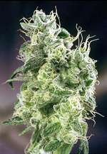 Blueberry