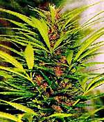 Durban poison