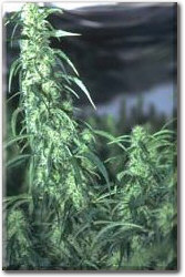 Hindu Kush
