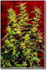 zas Jack Herer
