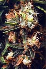 Jack Herer