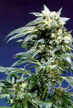 Northern Lights