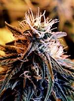 Orange Bud