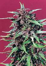 Purple Star