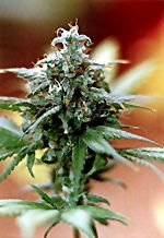 Superskunk