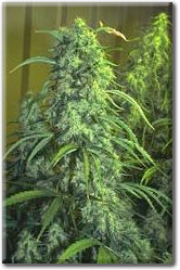 Skunk 3X A2