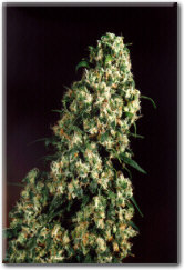 skunk #1 
