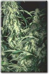 Superskunk