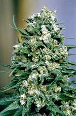 Skunk #1