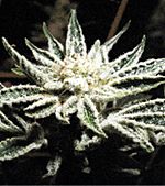 White Widow