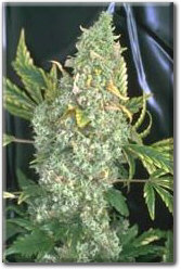 taky White Widow