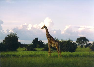 Rainy Season, 1994. This reticulated giraffe seems to tower above the vegetation along the Chobe River flood plain. One of Africa's most compelling mammals for both its size and grace, the giraffe grazes primarily on acacia tree foliage in early morning and late afternoon. The dark color of this giraffe indicate that it is a male; females are normally lighter in color and have less well-defined markings. Photo by Susan Ross.