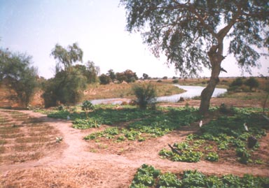 The Women's Cooperative's jardin (garden). Tchendjou, Chad. Photo by Nicole Poirier.