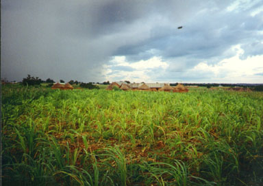 Bawku, Nothern Ghana, 1994. In the north of Ghana, rain only falls several months each year. During this time it is important to grow as much food as possible.  Here, millet is just starting to grow. Photo by Wayne Breslyn.
