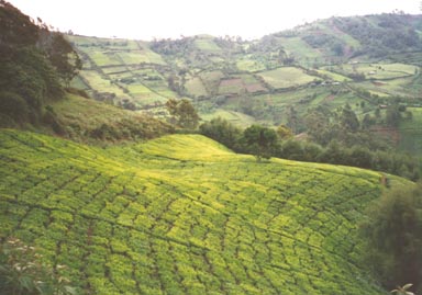 The view of the tea fields in Tuthu, located near the Aberdare Forest. Photo by Sue Matulaitis.
