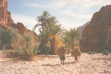 In the mountains in Morocco, two girls are out collecting small sticks and dry grass to take home for cooking. Photo by Lee Hedrick.