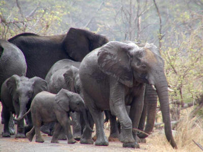 The elephants near by the Victoria Falls, Zambia. Photo by Georgia Roessler at www.pbase.com.
